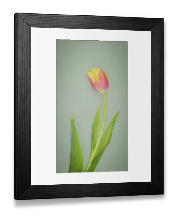 Framed Print : USA, Washington State, Seabeck. Red and yellow tulip in bloom Framed Print : USA, Washington State, Seabeck. Red and yellow tulip in bloom