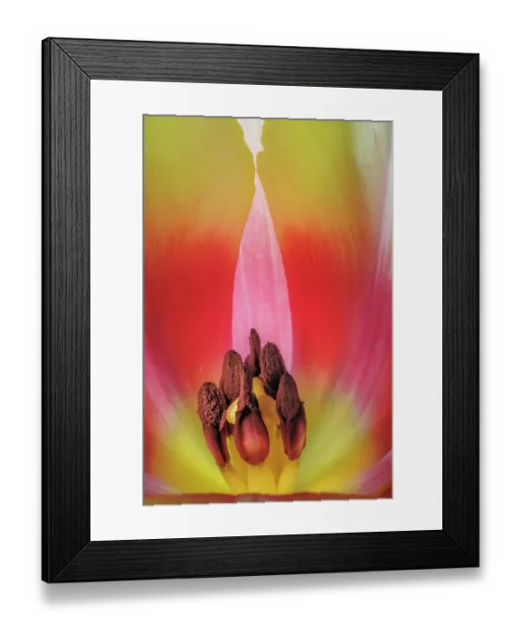 Framed Print : USA, Washington State, Seabeck. Stamen in red and yellow tulip blossom