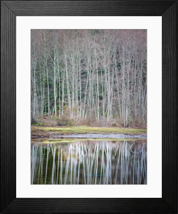 Framed Print : USA, Washington State, Seabeck. Winter alder trees reflect in Nick's Lagoon Framed Print : USA, Washington State, Seabeck. Winter alder trees reflect in Nick's Lagoon