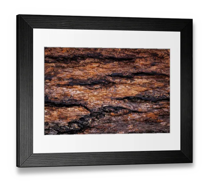 Framed Print : USA, Washington State, Seabeck. Douglas fir bark close-up Framed Print : USA, Washington State, Seabeck. Douglas fir bark close-up
