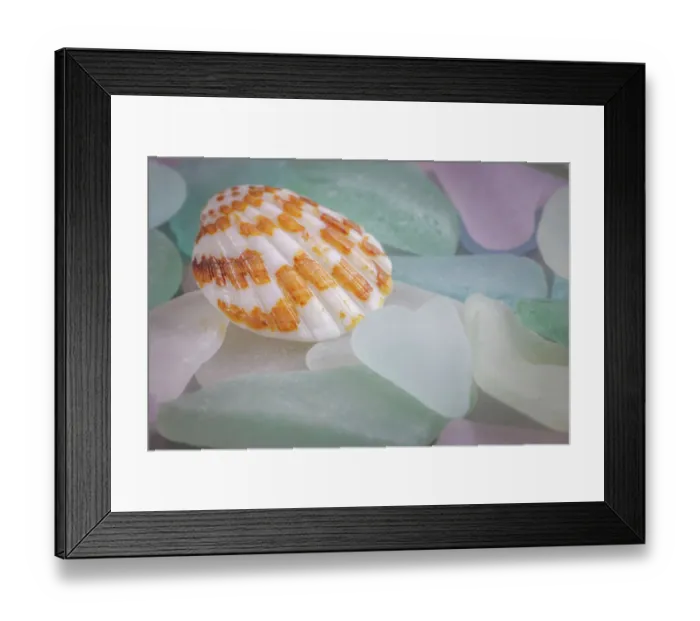Framed Print : USA, Washington State, Seabeck. Seashell and beach glass Framed Print : USA, Washington State, Seabeck. Seashell and beach glass