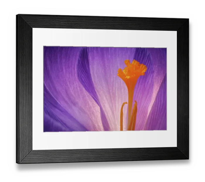 Framed Print : USA, Washington State, Seabeck. Purple crocus blossom close-up Framed Print : USA, Washington State, Seabeck. Purple crocus blossom close-up