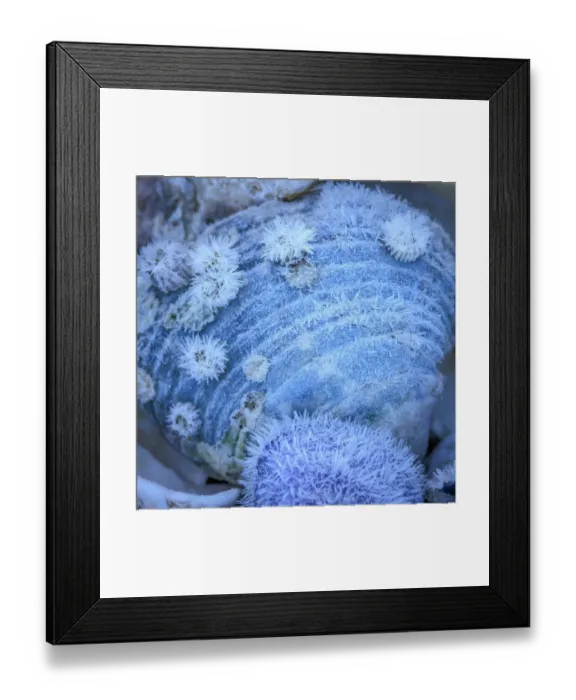 Framed Print : USA, Washington State, Seabeck. Frosty clam shell in winter Framed Print : USA, Washington State, Seabeck. Frosty clam shell in winter