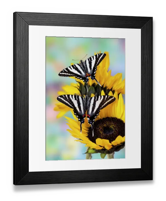 Framed Print : USA, Washington State, Sammamish. Zebra swallowtail butterfly on sunflower Framed Print : USA, Washington State, Sammamish. Zebra swallowtail butterfly on sunflower