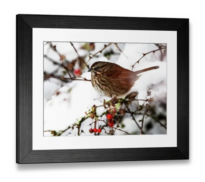Framed Print : USA, Washington State, Sammamish. Sparrow on snow covered Crabapple tree Framed Print : USA, Washington State, Sammamish. Sparrow on snow covered Crabapple tree