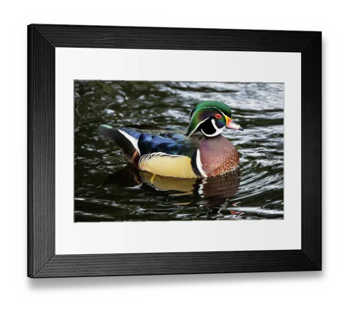Framed Print : USA, Washington State, Sammamish. Yellow Lake with male drake wood duck Framed Print : USA, Washington State, Sammamish. Yellow Lake with male drake wood duck