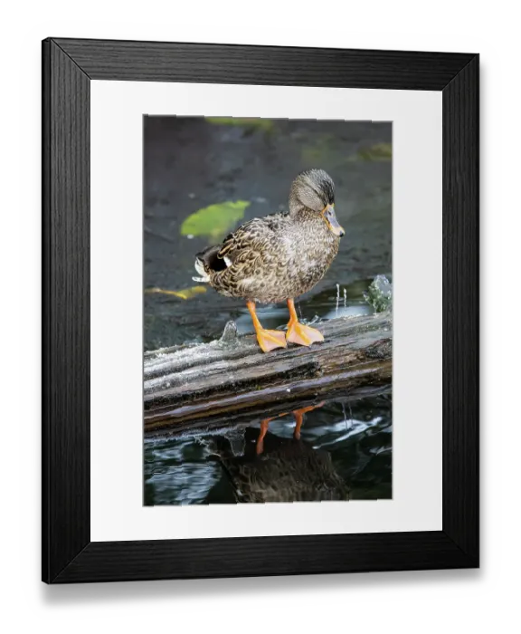Framed Print : USA, Washington State, Sammamish. Yellow Lake with Female Mallard duck resting on floating log Framed Print : USA, Washington State, Sammamish. Yellow Lake with Female Mallard duck resting on floating log