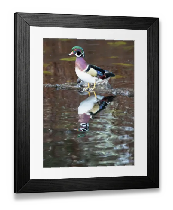 Framed Print : USA, Washington State, Sammamish. Yellow Lake with male drake wood duck Framed Print : USA, Washington State, Sammamish. Yellow Lake with male drake wood duck