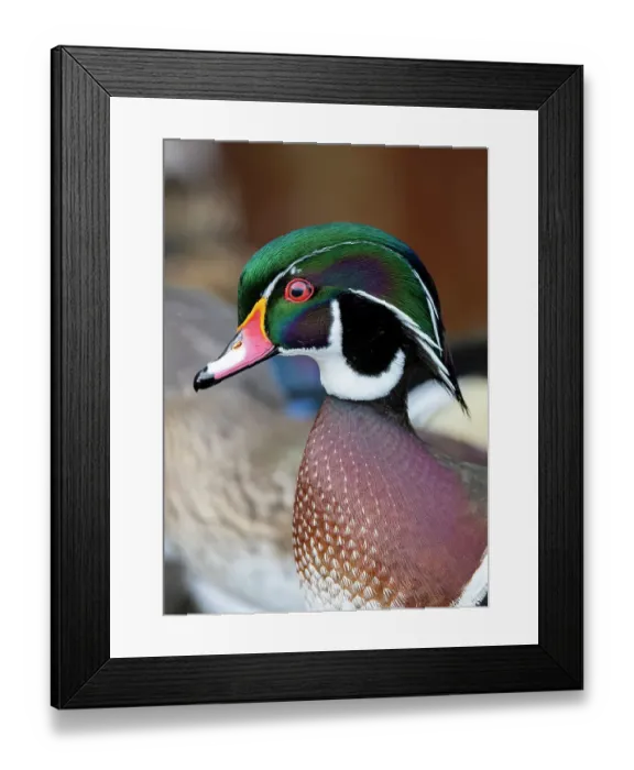 Framed Print : USA, Washington State, Sammamish. Yellow Lake with male drake wood duck Framed Print : USA, Washington State, Sammamish. Yellow Lake with male drake wood duck