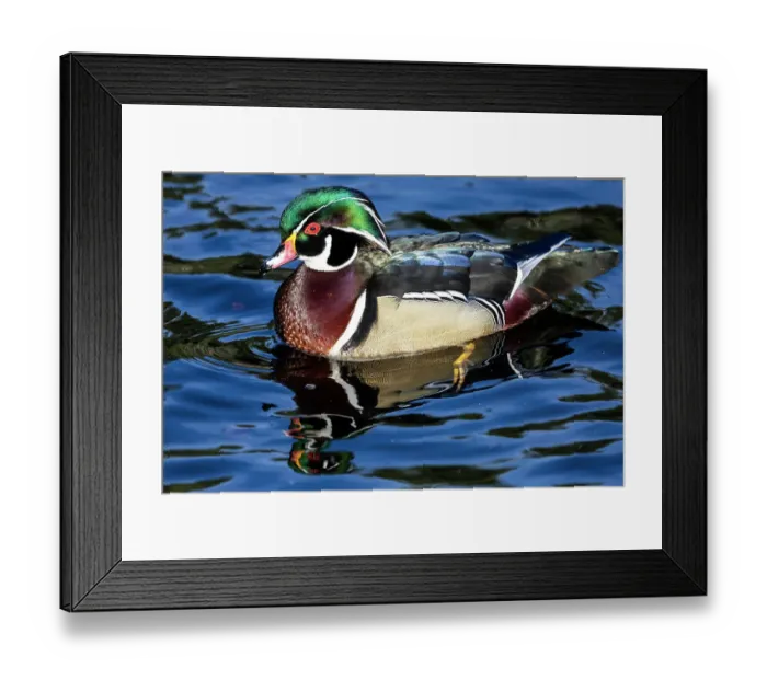 Framed Print : USA, Washington State, Sammamish. Yellow Lake with male drake wood duck Framed Print : USA, Washington State, Sammamish. Yellow Lake with male drake wood duck