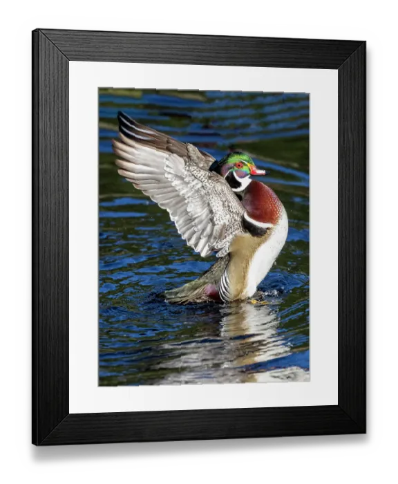 Framed Print : USA, Washington State, Sammamish. Yellow Lake with male drake wood duck flapping wings Framed Print : USA, Washington State, Sammamish. Yellow Lake with male drake wood duck flapping wings
