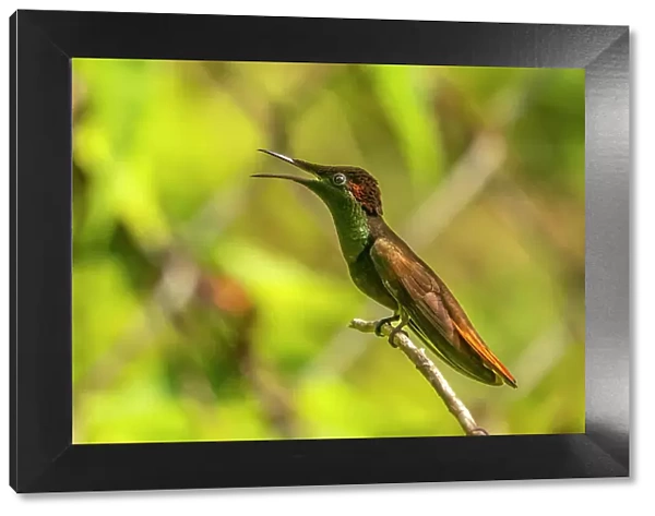 Tobago. Ruby topaz hummingbird on limb