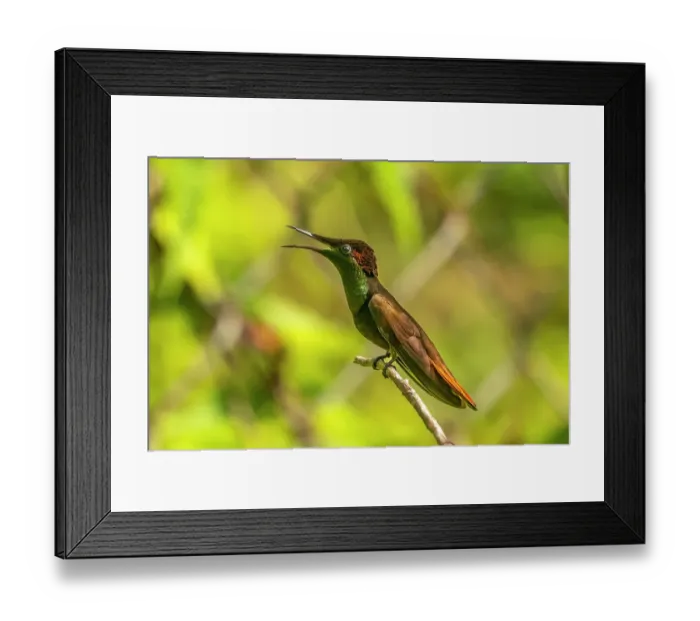 Framed Print : Tobago. Ruby topaz hummingbird on limb Framed Print : Tobago. Ruby topaz hummingbird on limb
