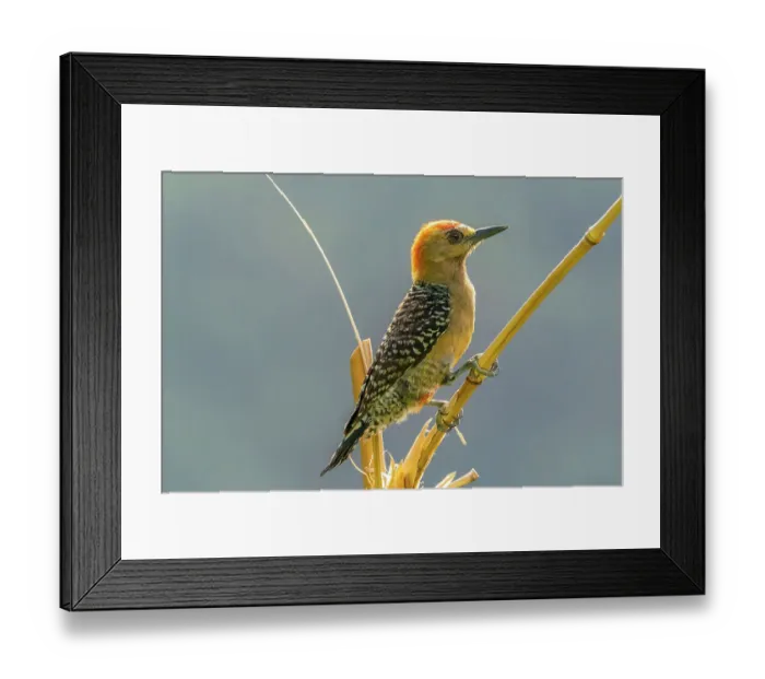 Framed Print : Tobago. Red-crowned woodpecker on limb Framed Print : Tobago. Red-crowned woodpecker on limb