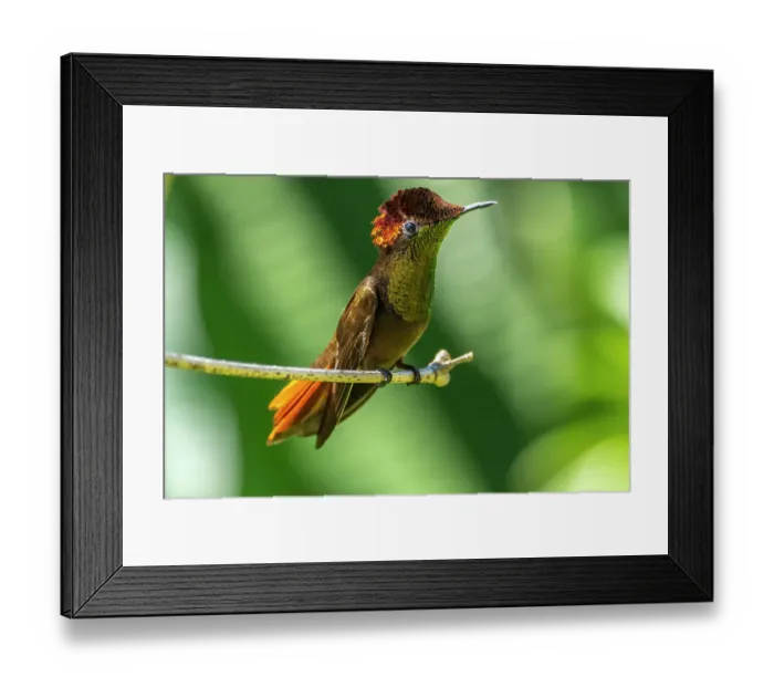 Framed Print : Tobago. Ruby topaz hummingbird on limb