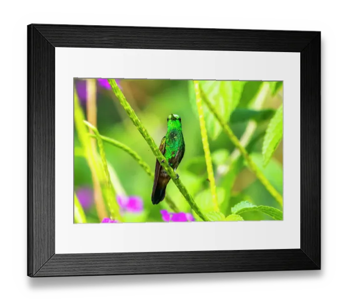 Framed Print : Tobago. Copper-rumped hummingbird on limb Framed Print : Tobago. Copper-rumped hummingbird on limb