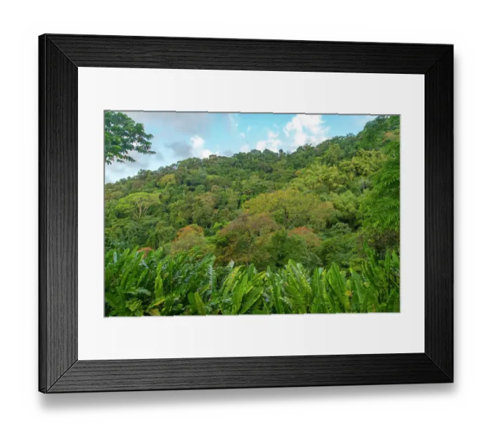 Framed Print : Tobago, Main Ridge Reserve. Jungle landscape on island Framed Print : Tobago, Main Ridge Reserve. Jungle landscape on island