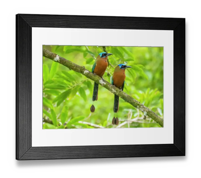 Framed Print : Tobago, Main Ridge Reserve. Pair of motmot birds on limb