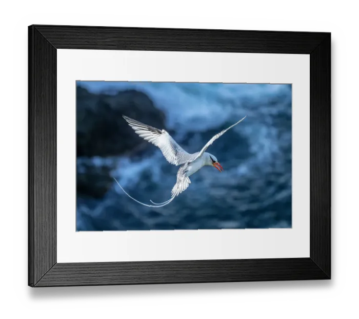 Framed Print : Tobago. Red-billed tropicbird in flight Framed Print : Tobago. Red-billed tropicbird in flight