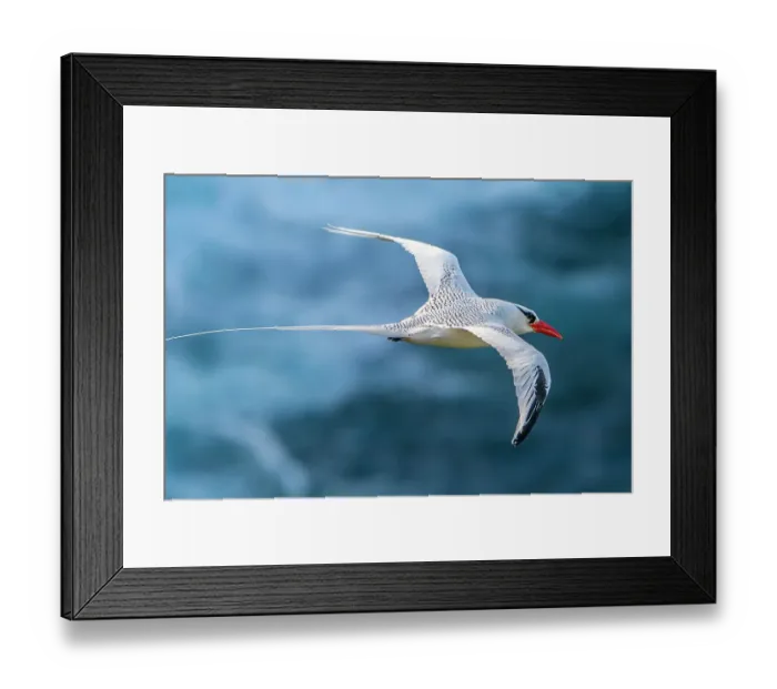 Framed Print : Tobago. Red-billed tropicbird in flight Framed Print : Tobago. Red-billed tropicbird in flight