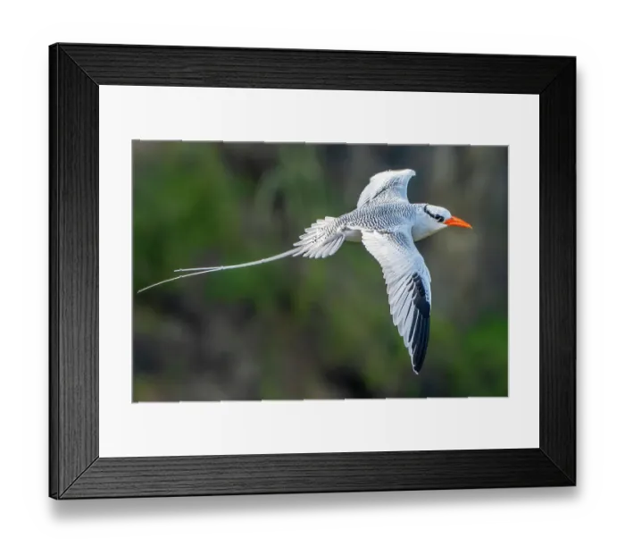 Framed Print : Tobago. Red-billed tropicbird in flight Framed Print : Tobago. Red-billed tropicbird in flight