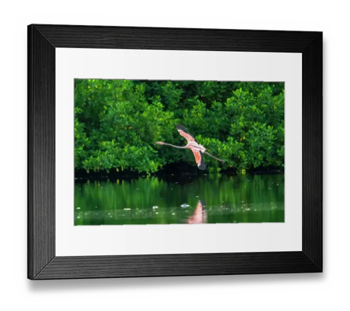 Framed Print : Trinidad, Caroni Swamp. American flamingo in flight Framed Print : Trinidad, Caroni Swamp. American flamingo in flight