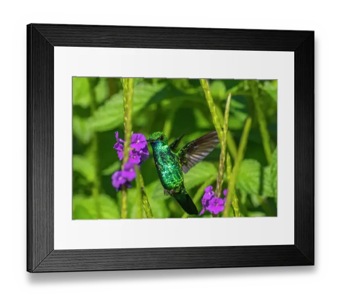 Framed Print : Trinidad. Blue-chinned sapphire hummingbird feeding on vervain flower