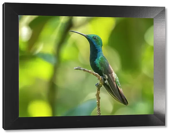 Trinidad. Black-throated mango hummingbird close-up