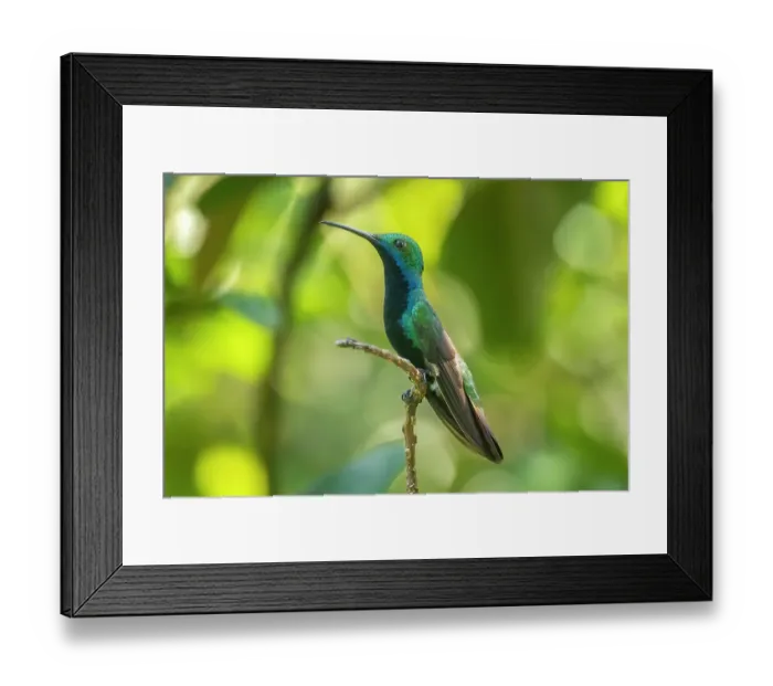 Framed Print : Trinidad. Black-throated mango hummingbird close-up Framed Print : Trinidad. Black-throated mango hummingbird close-up
