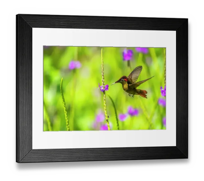 Framed Print : Trinidad. Ruby topaz hummingbird feeds on vervain flower