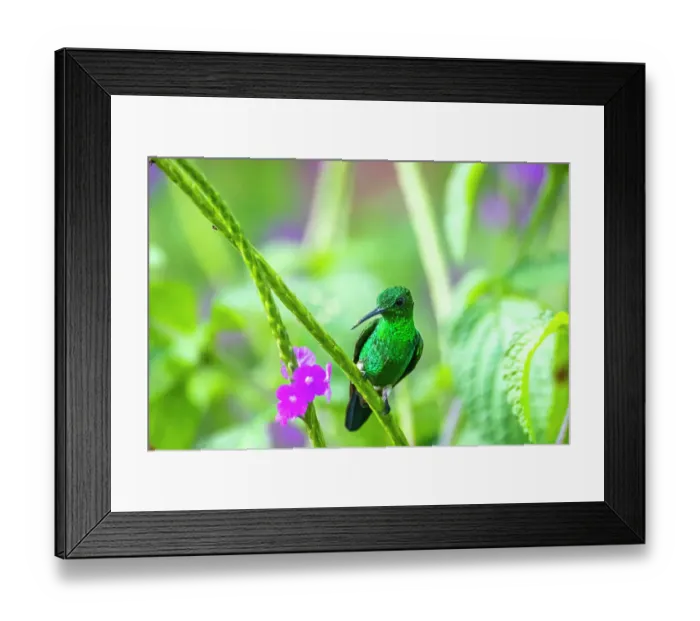 Framed Print : Trinidad. Copper-rumped hummingbird on limb Framed Print : Trinidad. Copper-rumped hummingbird on limb