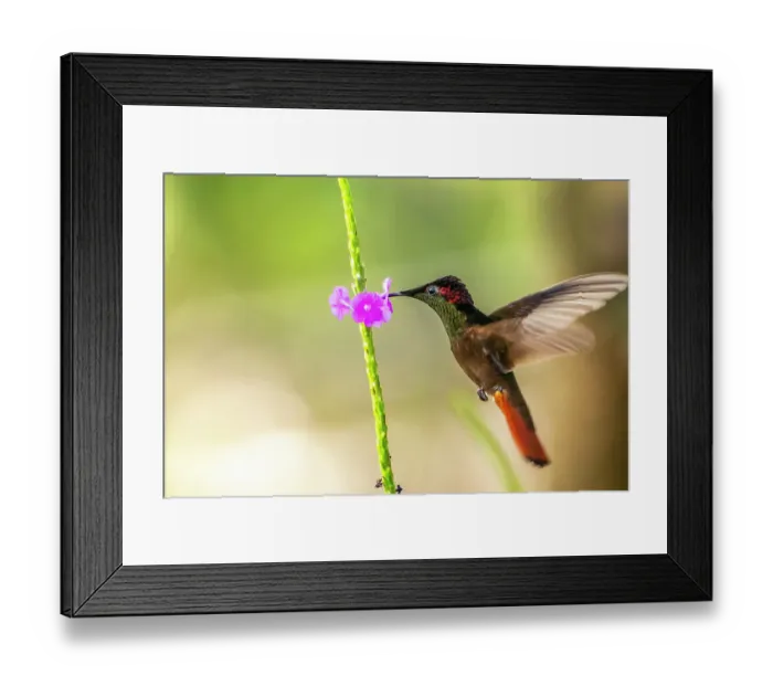 Framed Print : Trinidad. Ruby topaz hummingbird, feeding on vervain flower Framed Print : Trinidad. Ruby topaz hummingbird, feeding on vervain flower