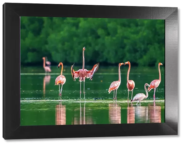 Trinidad, Caroni Swamp. American flamingos in swamp