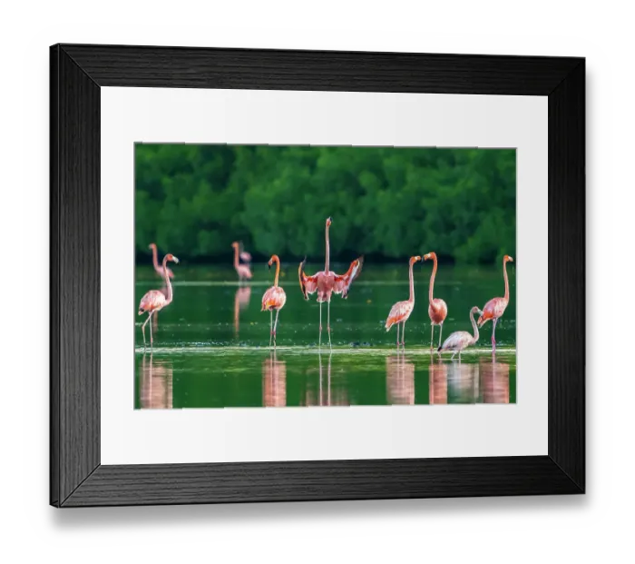 Framed Print : Trinidad, Caroni Swamp. American flamingos in swamp