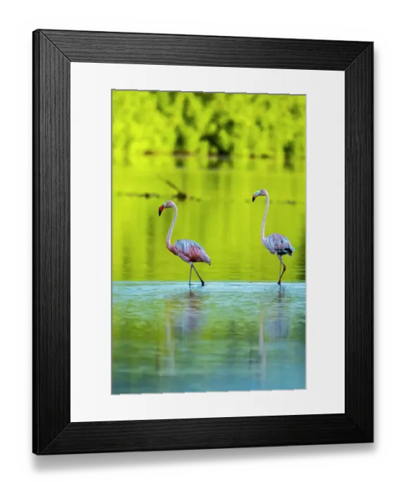 Framed Print : Trinidad, Caroni Swamp. American flamingos in swamp Framed Print : Trinidad, Caroni Swamp. American flamingos in swamp