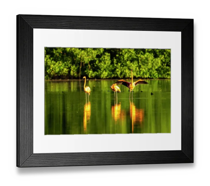 Framed Print : Trinidad, Caroni Swamp. American flamingos in swamp Framed Print : Trinidad, Caroni Swamp. American flamingos in swamp
