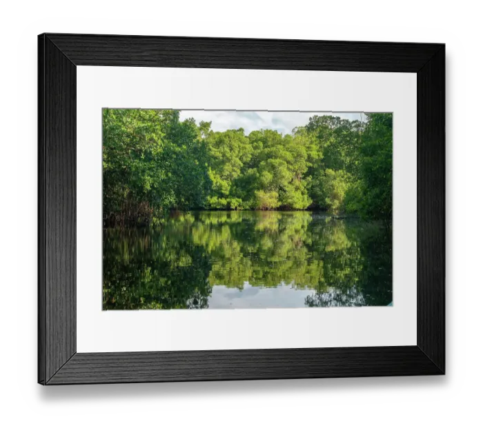 Framed Print : Trinidad, Caroni Swamp. Landscape with swamp and mangrove trees