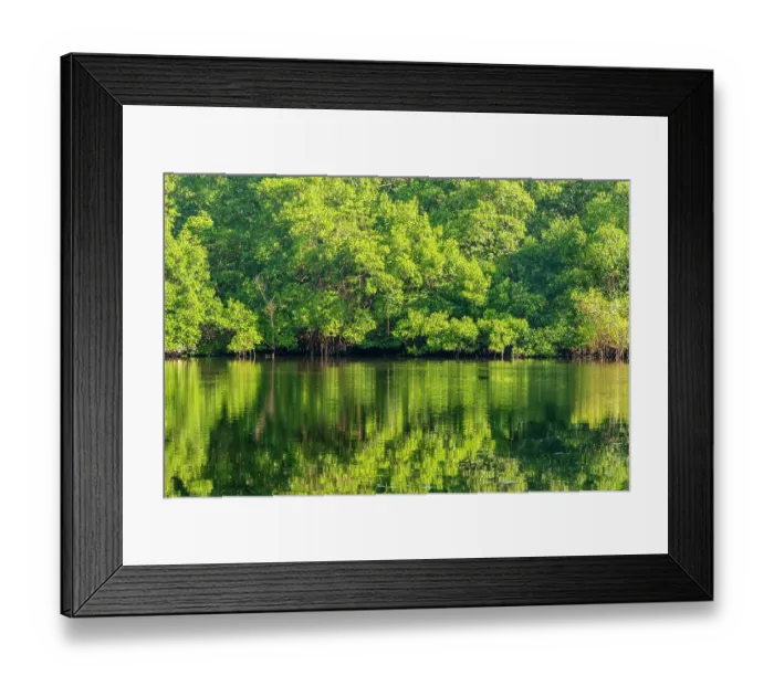 Framed Print : Trinidad, Caroni Swamp. Sunrise landscape of swamp and mangrove trees Framed Print : Trinidad, Caroni Swamp. Sunrise landscape of swamp and mangrove trees