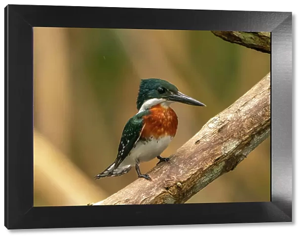 Trinidad, Caroni Swamp. Green kingfisher bird close-up