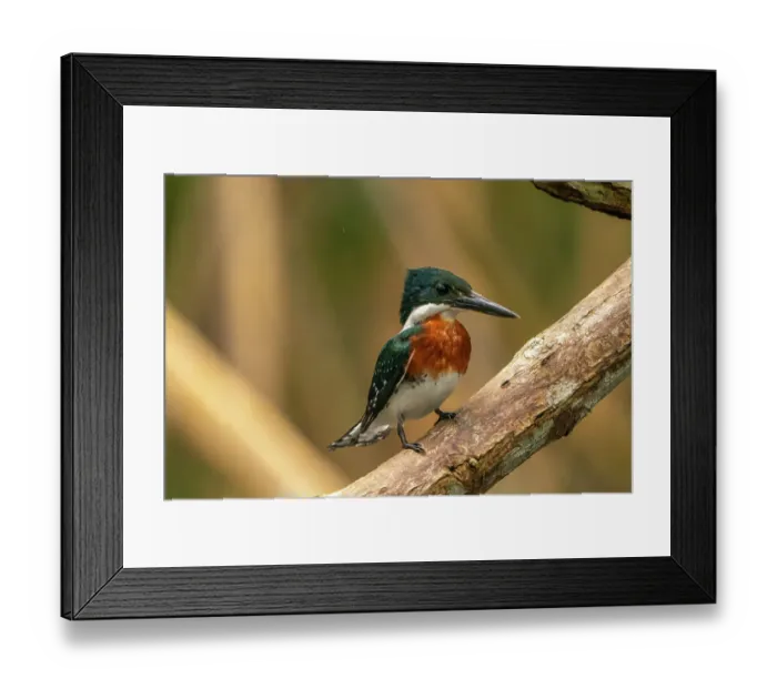 Framed Print : Trinidad, Caroni Swamp. Green kingfisher bird close-up Framed Print : Trinidad, Caroni Swamp. Green kingfisher bird close-up
