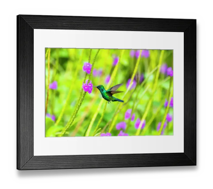 Framed Print : Trinidad. Blue-chinned sapphire hummingbird feeding on vervain flowers Framed Print : Trinidad. Blue-chinned sapphire hummingbird feeding on vervain flowers