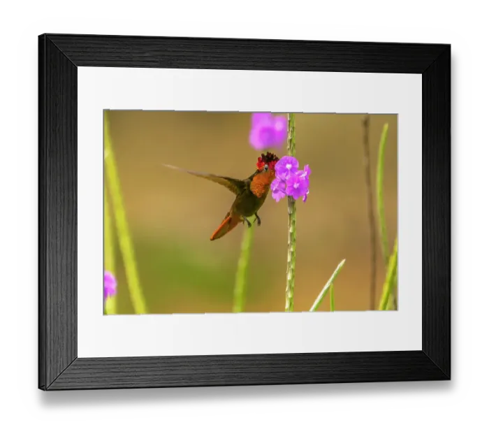 Framed Print : Trinidad. Ruby topaz hummingbird feeding on vervain flowers