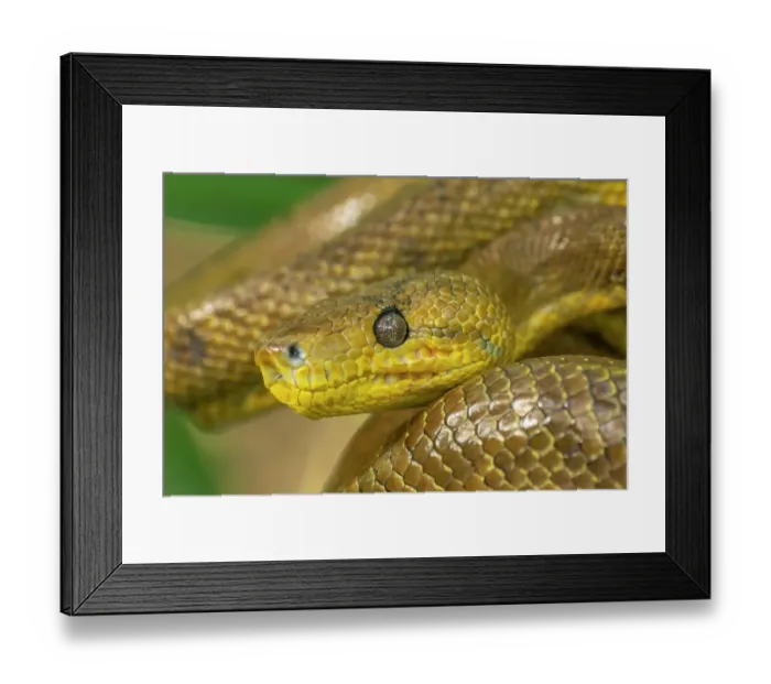 Framed Print : Trinidad, Caroni Swamp. Cook's tree boa close-up