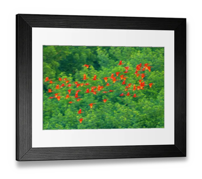 Framed Print : Trinidad, Caroni Swamp. Scarlet ibis birds in flight Framed Print : Trinidad, Caroni Swamp. Scarlet ibis birds in flight