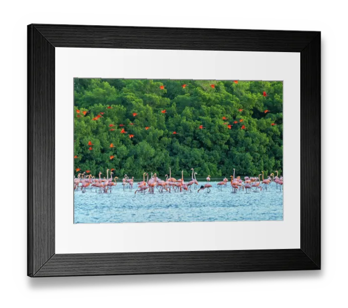 Framed Print : Trinidad, Caroni Swamp. Scarlet ibis birds flying over American flamingos
