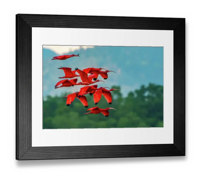 Framed Print : Trinidad, Caroni Swamp. Scarlet ibis birds in flight Framed Print : Trinidad, Caroni Swamp. Scarlet ibis birds in flight
