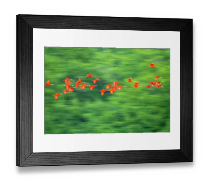 Framed Print : Trinidad, Caroni Swamp. Scarlet ibis birds in flight