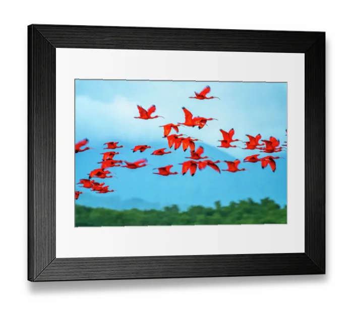 Framed Print : Trinidad, Caroni Swamp. Scarlet ibis birds in flight