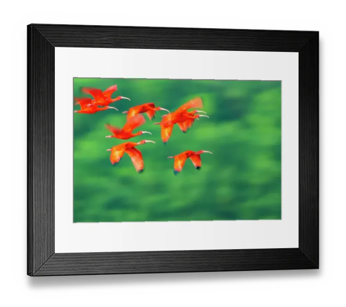 Framed Print : Trinidad, Caroni Swamp. Scarlet ibis birds in flight Framed Print : Trinidad, Caroni Swamp. Scarlet ibis birds in flight