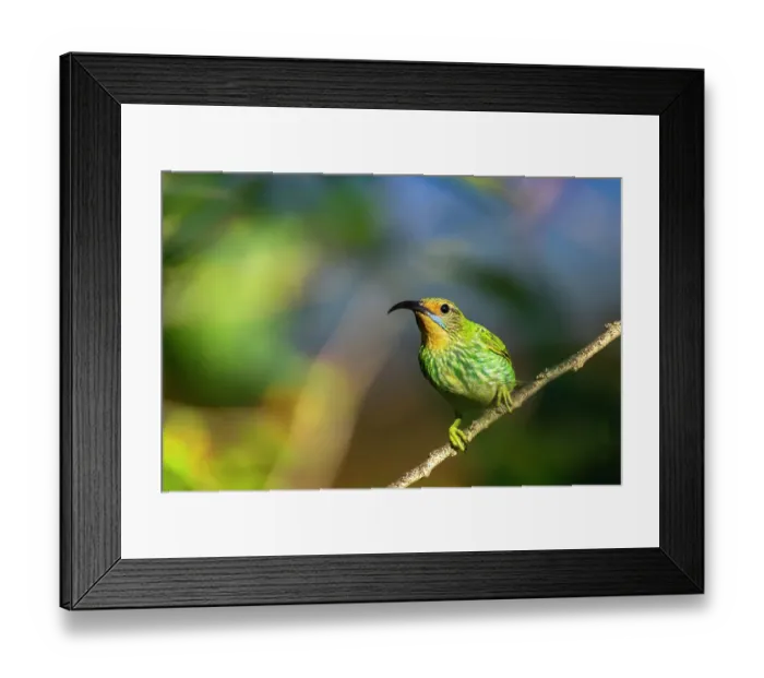 Framed Print : Trinidad. Purple honeycreeper female in Yerette hummingbird refuge Framed Print : Trinidad. Purple honeycreeper female in Yerette hummingbird refuge